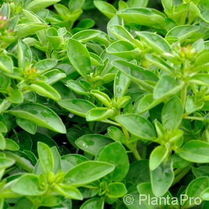 Origanum vulgare'Compactum'