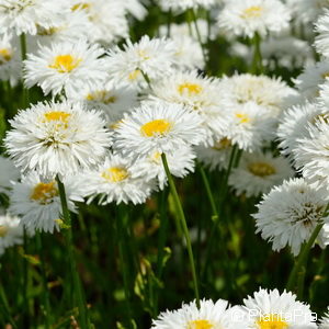 Leucanthemum (Superbum-Gruppe)weiss gefüllt