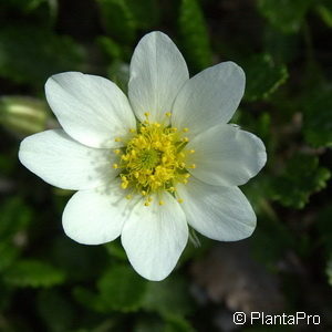 Dryas octopetala