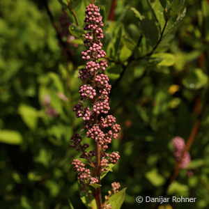 Spiraea billiardii (x)'Triumphans'