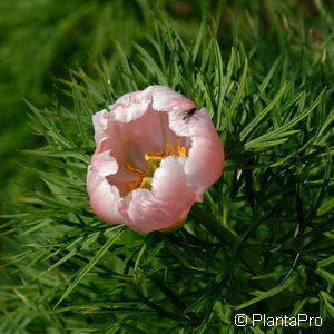 Paeonia tenuifolia