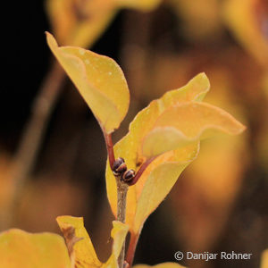 Syringa meyeri'Palibin'