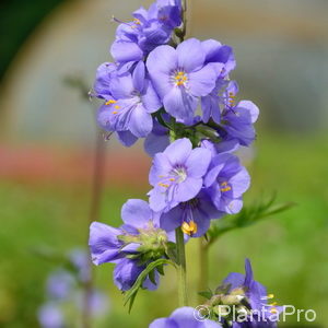 Polemonium caeruleum