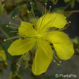 Hypericum polyphyllum