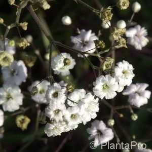 Gypsophila paniculata'Bristol Fairy'