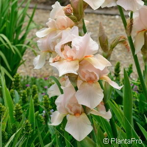 Iris (Germanica-Gruppe)rosa