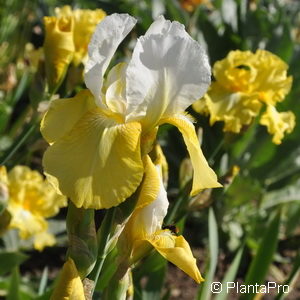 Iris (Germanica-Gruppe)gelb