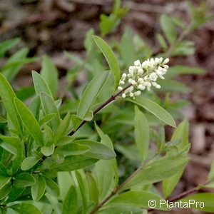 Ligustrum vulgare'Lodense'