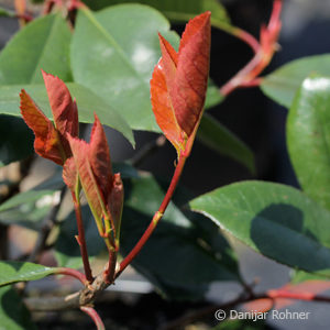 Photinia fraseri (x)'Red Robin'