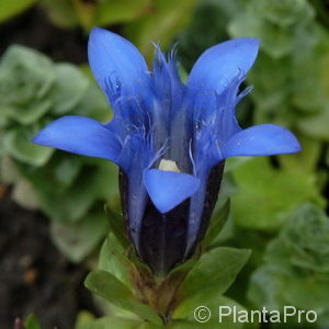 Gentiana septemfidavar. lagodechiana