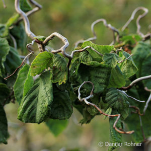 Corylus avellana'Contorta'