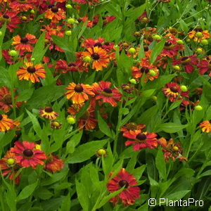 Helenium'Baudirektor Linne'