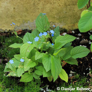 Omphalodes verna