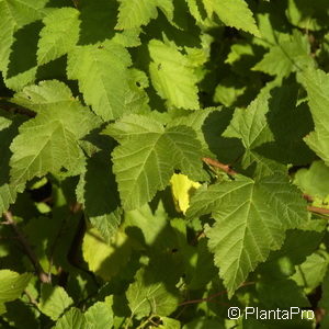 Holodiscus discolor