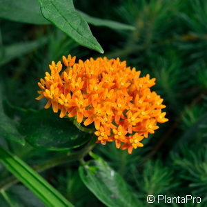 Asclepias tuberosa