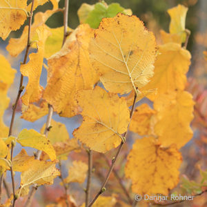 Corylus avellana