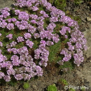 Armeria juniperifolia