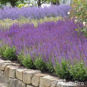 Salvia nemorosa'Ostfriesland'