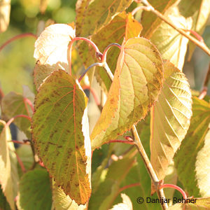 Davidia involucrata