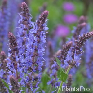 Salvia nemorosa'Blauhügel'