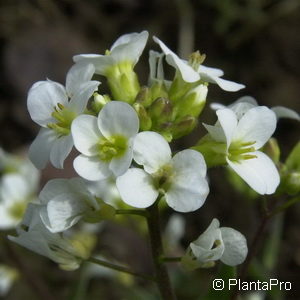 Arabis caucasicaweiss