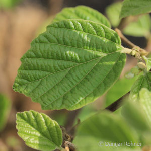 Fothergilla major