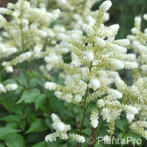 Astilbe (Japonica-Gruppe)'Deutschland'