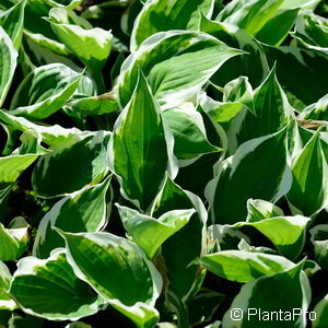 Hosta'Minuteman'