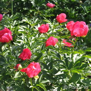 Paeonia officinalis'Rosea Plena'