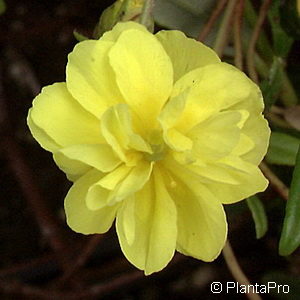 Helianthemum'Gelbe Perle'