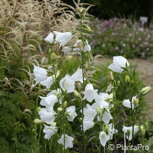 Campanula persicifolia'Grandiflora Alba'