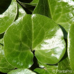 Asarum europaeum