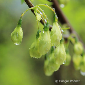 Halesia carolina