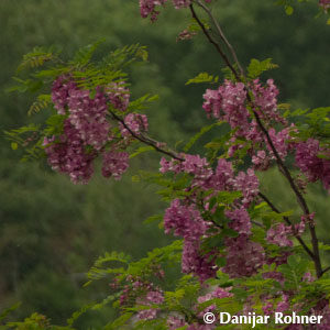 Robinia hispida