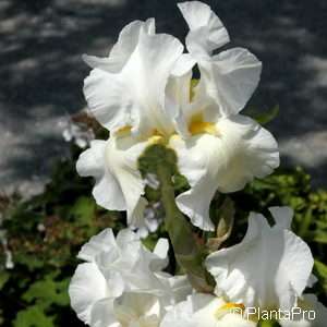 Iris (Germanica-Gruppe)weiss