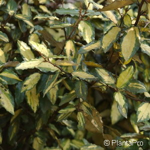 Elaeagnus pungens'Maculata'