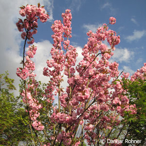 Prunus serrulata'Amanogawa'