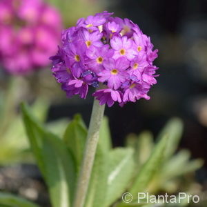 Primula denticulata'Rubin'