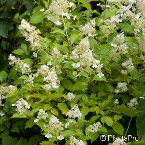 Hydrangea paniculata'Kyushu'