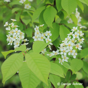 Prunus padus