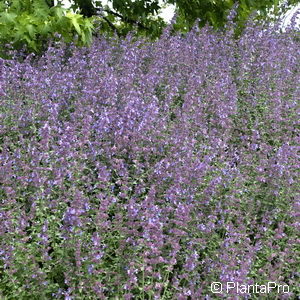 Nepeta faassenii (x)'Six Hills Giant'