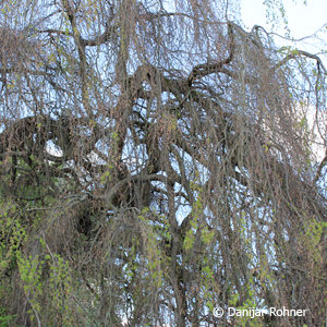 Fagus sylvatica'Pendula'