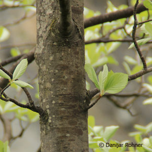 Sorbus aria