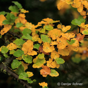 Nothofagus antarctica