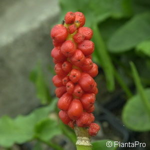 Arum maculatum