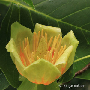 Liriodendron tulipifera