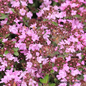 Thymus praecox'Coccineus'