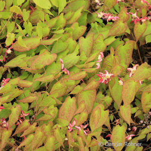 Epimedium rubrum (x)