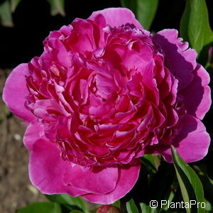 Paeonia (Lactiflora-Gruppe)rosa