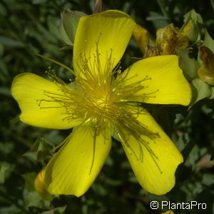 Hypericum olympicum